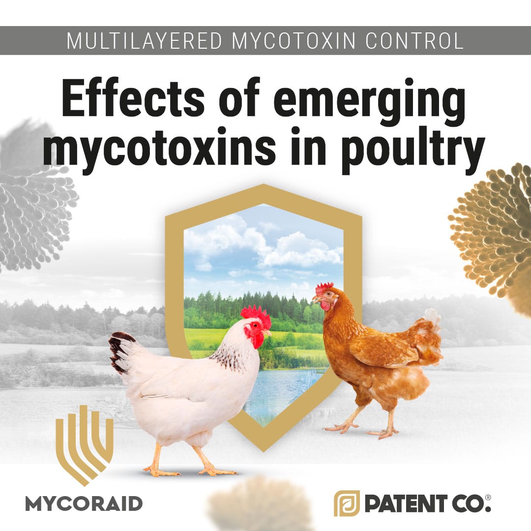 Emerging mycotoxins in poultry