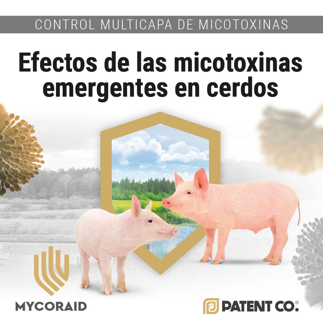 Micotoxinas emergentes en cerdos